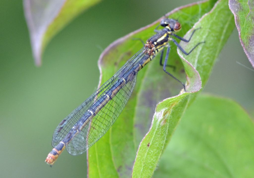 Pyrrhosoma nymphula f. melanotum femmina